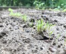 頑張るママと子どもに寄り添います 「あったか先生」とチャットでおしゃべりしませんか。 イメージ1