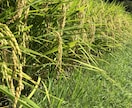 長野県移住相談(軽井沢・佐久地域)します 教育移住でも注目の軽井沢・佐久地域の移住者として相談乗ります イメージ2