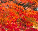 秋の紅葉の魅力を掴み、感動する作品に致します。ます 秋を感じながらその写真から感じられるように頑張ります イメージ1