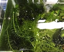 メダカを繁殖させる5原則動画で教えます パワーポイントを使ってメダカを繁殖させる5原則動画で公開 イメージ2