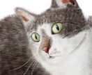 犬猫のイラスト描きます 肌や毛並み含む全ての質感に自信あり イメージ1