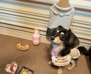 子犬の相談承ります わんちゃん迎えたばかりで不安な方、寄り添います。 イメージ2