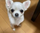 鬱や摂食障害、HSPでお悩み方のお話を聞きます 身近な人には話せない様な心のお悩みを聞かせてください♪ イメージ5