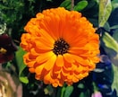 四季、折々のお花の写真ご提供致します 季節のお花の写真ご提供致します イメージ3