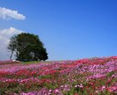 四季の写真をE-mailでお届けします お忙しい人、slow lifeを楽しみたい人にどうぞ イメージ4