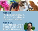 動物質問伝言コース♥動植物さんに伝えます ～質問伝言・お返事受け取り・動植物さんを尊重～ イメージ3