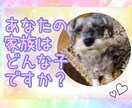 あなたの愛するペットYou Tubeで紹介します 愛するペットの大切な１日を思い出に残しませんか☺️？ イメージ1
