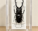 クワガタやカブトムシなどの昆虫標本作成します 大切に育てた一匹を、飾れる標本に イメージ3