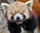 最短30分！ワンコインで占います 二者択一、相談などにご利用ください。 イメージ1