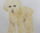愛犬、愛猫の似顔絵描きます わんにゃんのケア、美容のプロが手がける真心込めた一枚を イメージ2