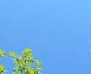 貴方の悩み不思議な山の賢者がお答えします 宇宙の理（ことわり）で生きている孤高な賢者の時間を楽しむ♥ イメージ5