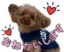 愛するお子様、ペットのラインスタンプつくります LINE公式への登録・販売申請まで行います イメージ4