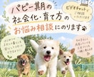 パピーさんの社会化・育て方のお悩み相談を行います 〜6ヶ月までの社会化期の過ごし方をサポートいたします！ イメージ1