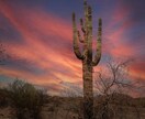 ロサンゼルスを中心に、イメージ写真撮影をします SNS/Website用のコンテンツ写真撮影を承っています。 イメージ10