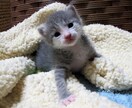 猫ちゃんのお悩みをお聞きします 保護猫と楽しく暮らすヒントをお教えします イメージ1
