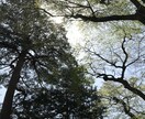あなたの心のデトックスを手伝います 誰かと話したくなったり弱った時、どんなことでも親身に伺います イメージ2
