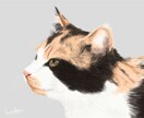 ペットや動物のイラストお描きします 毛の一本に至るまで完全手作業で、写真以上の１枚をお届けします イメージ2