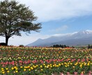 お花の写真メインで提供します お花、風景をメインに写真提供します。 イメージ5