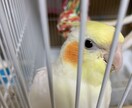 インコを初めて飼う方！雛を初めて飼う方！教えます 初めてインコを飼う方や初めて雛を飼う方必見！ イメージ5