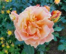 ワンコイン★タロットで恋愛☆お仕事☆など占います 何かに迷った時、気軽にカードに聞いてみませんか？ イメージ1