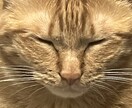 うちの子がいちばん！愛猫の自慢話聞きます 愛猫とのエピソード、特技、猫愛なんでもお話しください♪ イメージ10