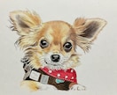 ペット似顔絵を色鉛筆で2Lサイズに描きます 写真を元に色鉛筆でペットの似顔絵をリアルに描きます。 イメージ4
