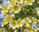 家庭菜園の野菜の悩み、なんでも解決します 害虫、病気、肥料、道具の選び方、なんでも答えます。 イメージ1