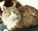 宮城県　猫や犬など様々なペットの写真撮影します 撮影、編集まで可能な限りお客様のイメージ通りに行います イメージ3