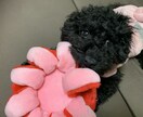 わんちゃんが喜ぶおもちゃをご提案致します 新米わんこパパ・ママ向け！15年以上になる愛犬家がサポート イメージ2