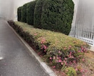 マンション植栽管理の業者選定たまわります 女性相談員が丁寧に寄り添い問題解決へむけてお話いたします イメージ3