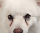 わんちゃんの涙やけについてアドバイスします わんちゃんの涙やけについて対策を一緒に考えましょう！ イメージ1