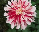 本来のあなたらしさが輝く方法をお伝え致します “悩みの種”から“幸せの花”を咲かせましょう！ イメージ2