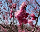 癌の妻、うつ病経験者が相談承ります 癌、鬱、家族関係の悩み（連れ子等） イメージ2