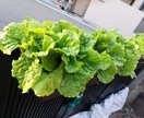 プランター無農薬・無化学肥料の野菜作りお教えします あなたの環境に合った優しい家庭菜園が学べます イメージ9