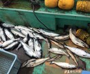 ボート釣りノウハウ教えます 釣り歴30年プレジャーボート乗ってます。 イメージ2