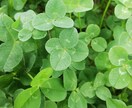 30分チャットで☘️貴方に寄り添います LINE風レス形式☘️メンタルヘルスマネジメントⅡ種Ⅲ種取得 イメージ1
