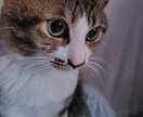 ペットの写真からLINEスタンプ作成します 写真を送るだけでOK。ペットを毎日使えるスタンプに イメージ6
