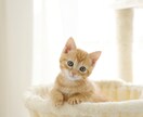 あの子の想い、そのままお届けします すでにある絆が響きあうお手伝いをします イメージ3