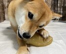 極小豆柴の写真を売ります 2歳の可愛い柴犬をお好みのアングルで撮ります！ イメージ4