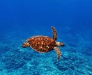 占星術、数秘術、タロットなどで占います 相手の気持ちやこれから自分がどうしたいかなどを占います。 イメージ1