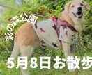 ペットちゃんの動画編集致します 大切なペットちゃんの動画をBGMや映像効果で映画風に イメージ2