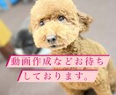 皆様に満足のいく動画を提供します あなた用の動画をお作りします。 イメージ1