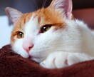 犬猫限定　わんにゃん占い　ペットの気持ちを占います 大切な家族の一員ペットにどんなことを聞いてみたいですか？ イメージ9