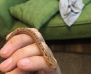 ヘビ、トカゲ、カメ、カエルの飼育相談のります 現在日本産(野生由来)のもの22種50匹ほど飼育中。 イメージ5