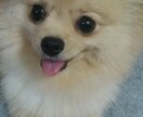 わんちゃん飼えない方ポメラニアンがあなたを癒します 疲れた心をわんちゃん（ポメラニアン）の何気ない行動で癒します イメージ5