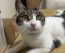 犬猫の悩みごと、何でも相談にのります 保護犬猫ボランティア歴6年。気軽にご相談ください！ イメージ2
