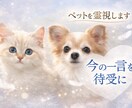 ペットの一言メッセージデジタルお守りを作成します ペットを霊視し必要な一言メッセージをスマホの待受画像でお届け イメージ1
