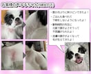 遠隔ペットヒーリングで大切なペットを元氣にします ペットの体調で悩みや不安でいっぱいな方へ！ぜひお試しを！ イメージ3