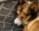 その人にとって何が大事なのかをはっきり伝えます ズバズバ言います、同情も大事だと思いますがズバズバ言います イメージ2