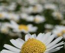 24h受付◎コロナ後遺症メッセージでお話しします ❀1人じゃない…現役当事者が症状や辛い気持ちお話し聞きます イメージ3
